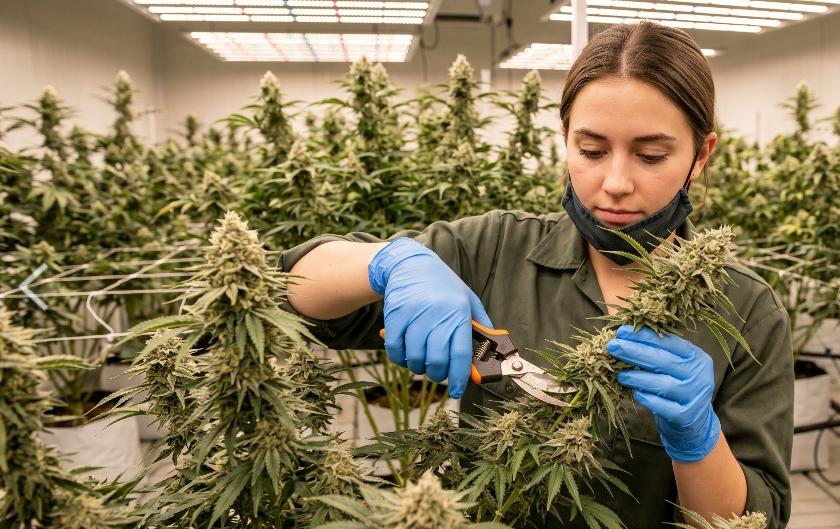 大麻案件被搜索怎麼辦？栽種與製造大麻刑責解析，蕭告律師教你 3 個關鍵步驟自保！