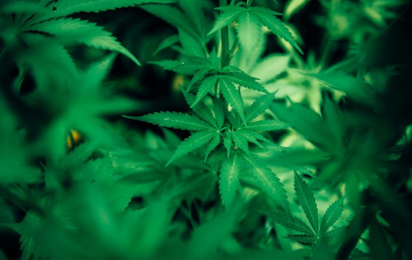 2025大麻刑責全攻略：持有、吸食及販賣刑罰，毒蕭律師帶你一次看懂！